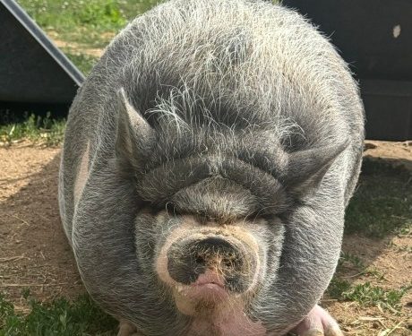 Cardano Founder’s Pig NIKE Sparks Memecoin Craze, Market Cap Nears $1 Million