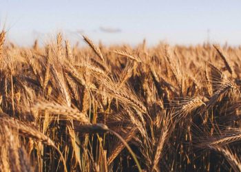 EU Black Sea Wheat Prices Drop Amid Record 10.5M Ton Harvest