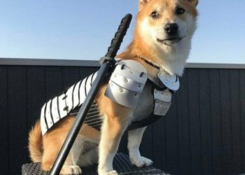 Don’t Miss The Floki FOMO: Social Media Sends Meme Coin On 300% Rip