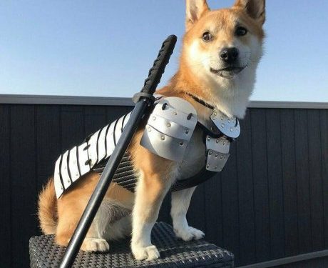 Don’t Miss The Floki FOMO: Social Media Sends Meme Coin On 300% Rip