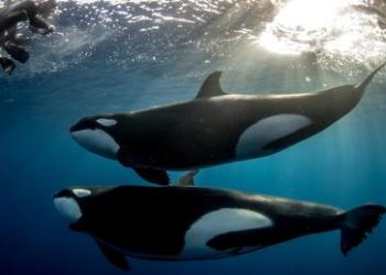 Follow The Whales? Arthur Hayes Buys Pendle, Token Soars 25%