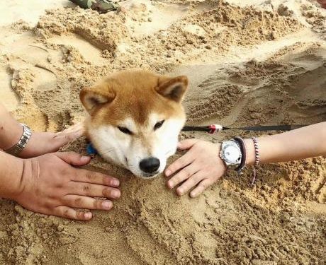 Shiba Inu Loses 14% In Last 7 Days – Will The Misery Worsen?