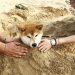 Shiba Inu Loses 14% In Last 7 Days – Will The Misery Worsen?