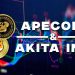 ApeCoin and Akita Inu: ApeCoin pauses again at 0.800 level