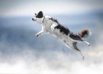 Dogwifhat (WIF) Jumps 21% As Analysts See $4.5 Price Tag