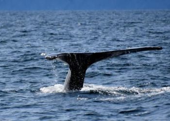 Buy The Dip? XRP Whales Doing Exactly That – Is A Price Rally Next?