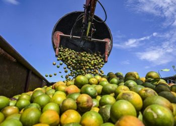 Why orange juice is so expensive