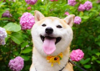 Shiba Inu Skyrocketing Potential: Could SHIB Surge 500%?