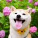 Shiba Inu Skyrocketing Potential: Could SHIB Surge 500%?