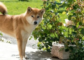 New Memecoin Sensation Neiro Hits $200 Million Market Cap In Four Days