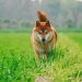 Shiba Inu Whale Action Hints At Explosive 7,000% Growth