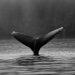 POPCAT Jumps 20% As Whales Load Their Bags, Is A ‘Cat Season’ Ahead?