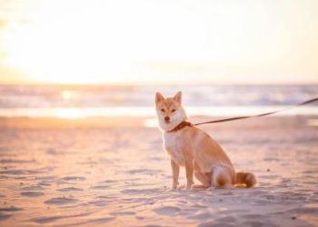 Shiba Inu Could Surge 340%, Echoing Its 2021 Bull Run Peak — Analyst