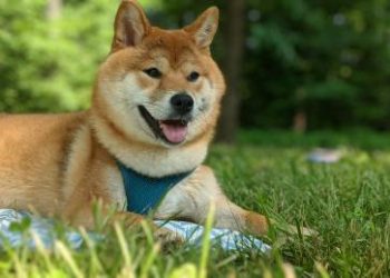 Dogecoin Jumps Over 16% In The Last Week — More Gains To Come?