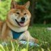 Dogecoin Jumps Over 16% In The Last Week — More Gains To Come?