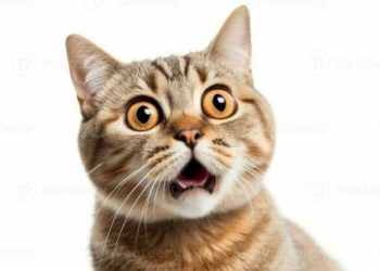 POPCAT Breakout Sparks Whale Buying Frenzy Near Peak Levels