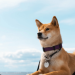 Dogecoin Price Hits New 2024 High: Here Are 2 Ways It Could Go From Here