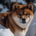 Shiba Inu Price Watch: 60% Rally Catches Whale Attention – Is More Growth Ahead?