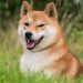 Dogecoin Eyes $1 Milestone: Is A $100 Billion Market Cap Next?
