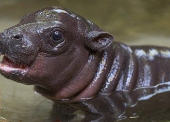 Moo Deng Crypto Climbs 70% On News Of Buterin’s Baby Hippo Adoption