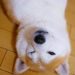 Shiba Inu Braces For Rally – Analyst Sees 35% Price Surge – Details