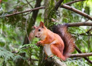 PNUT Memecoin Drops 10% Following Peanut’s Owner Legal Warning To Binance