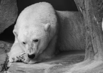 Bitcoin Bearish Case: Continued Rejection At $100,000 Increases Likelihood Of Breakdown