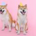 Galaxy Digital Reveals Bold Dogecoin Price Prediction For 2025