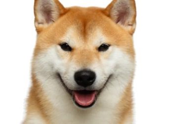 Shiba Inu Builds Momentum: ‘Monster’ Price Move Coming—Analyst