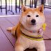 Dogecoin ‘Power Of 3’ Pattern Enters Distribution Phase: Massive Bull Run Incoming?