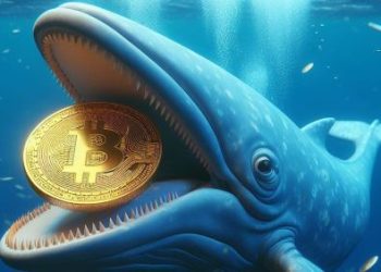 Bitcoin Whales On The Rise As Market Sees Price Boom – What It Means