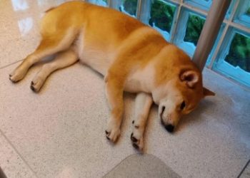 Shiba Inu Set For A 10-Fold Explosion? Analysts Predict 6,000% Surge