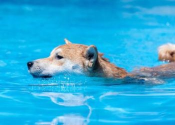 Final Dip? Dogecoin Correction Could Precede A Record Surge—Analyst