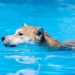 Final Dip? Dogecoin Correction Could Precede A Record Surge—Analyst
