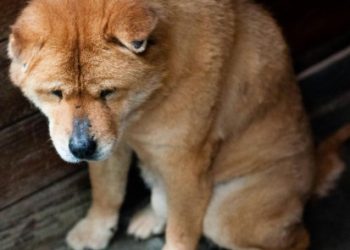 Dogecoin Sees 95% Drop In Network Activity—Trouble Ahead?