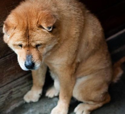 Dogecoin Sees 95% Drop In Network Activity—Trouble Ahead?