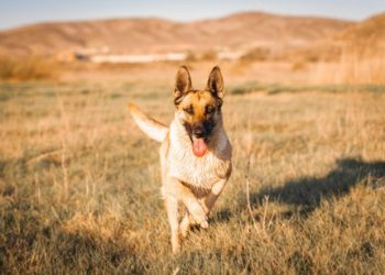 CZ Sparks Memecoin Frenzy With Dog Picture: Four.Meme Starts Token Betting Event