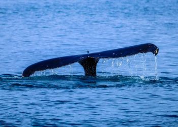 Ethereum Whales Pounce On The Dip, Snag $236 Million In ETH