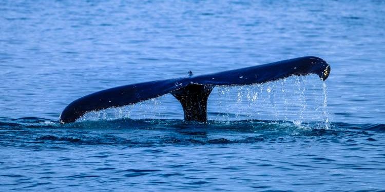 Ethereum Whales Pounce On The Dip, Snag $236 Million In ETH