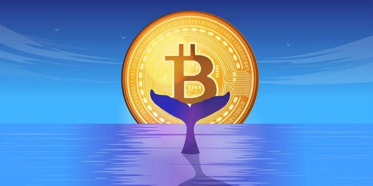 1 Million Bitcoin In New Whale Hands—A Mega BTC Rally On The Horizon?