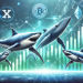 Dogecoin Shark & Whale Population Rises—Price Turnaround Incoming?