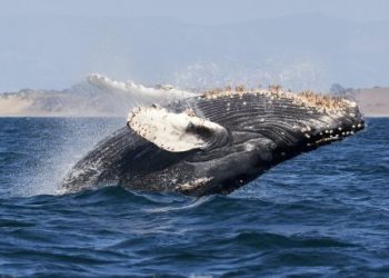 Bitcoin Whale Shorts $445 Million In BTC—Traders Plot Explosive Liquidation