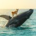 Shiba Inu Sees $120 Million Weekly Surge—Whales Tighten Their Grip