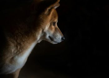 Dogecoin Price Closes In On Major Trendline For Breakout To $1