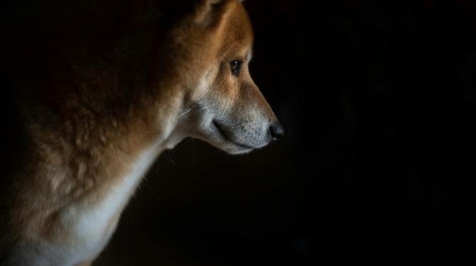 Dogecoin Price Closes In On Major Trendline For Breakout To $1