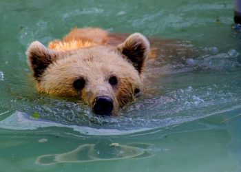 Bearish Case For Bitcoin: Analyst Warns Falling Wedge Is A Whale Trap That Could Drag Price To $67k