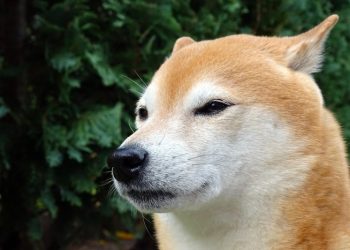 Is Shiba Inu On Track To Dethrone Dogecoin? Here’s What The Experts Say