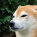 Is Shiba Inu On Track To Dethrone Dogecoin? Here’s What The Experts Say
