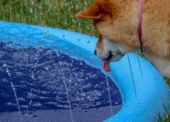 Brace For Impact: Dogecoin May Plunge Before Skyrocketing 400%—Analyst