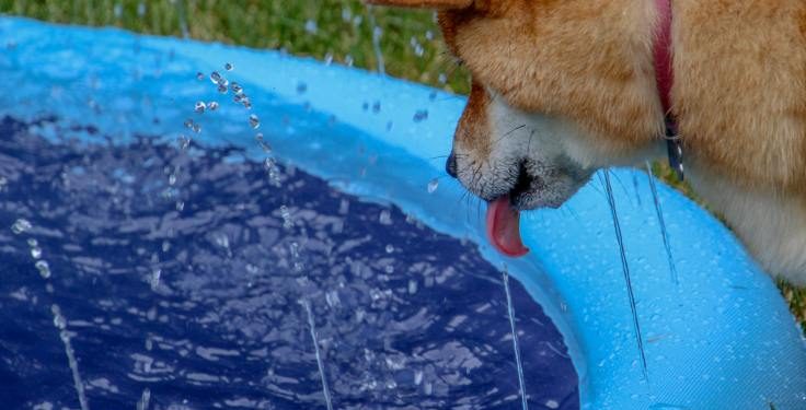 Brace For Impact: Dogecoin May Plunge Before Skyrocketing 400%—Analyst